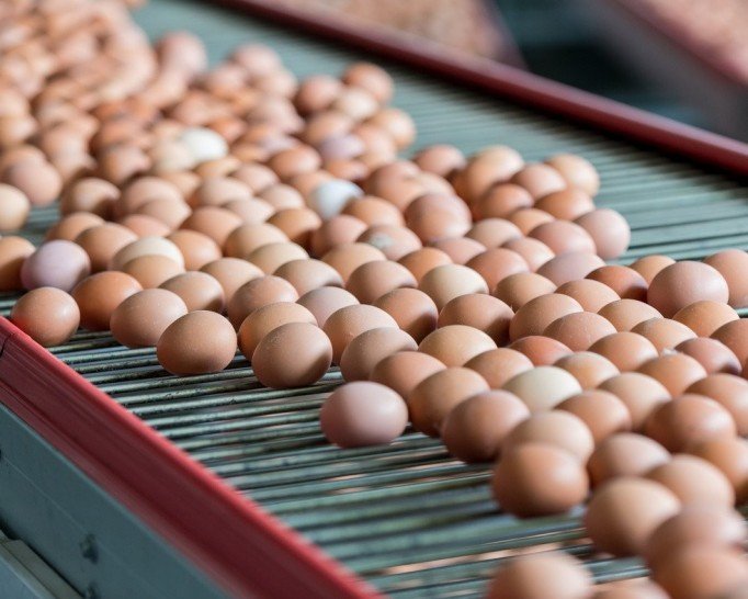 Conhe&ccedil;a todo o processo de REGISTRO DE PRODUTO DE ORIGEM ANIMAL 