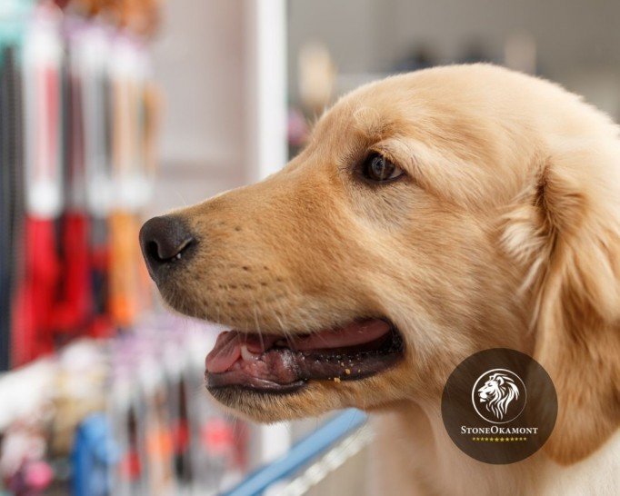 Registro de Estabelecimento para cosm&eacute;tico pet no MAPA 