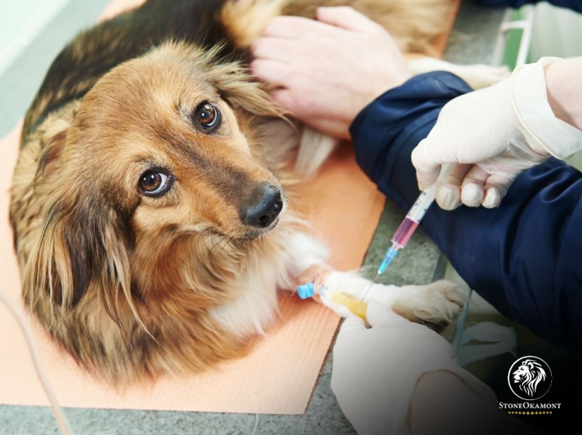 Como Registrar Medicamento Veterinário no MAPA?