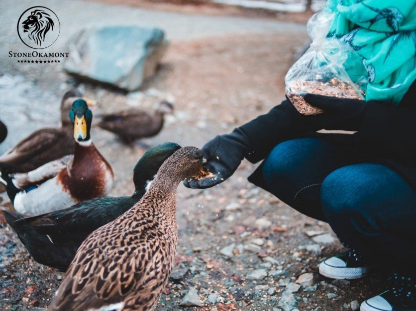 Como registrar aditivos para alimentação animal no MAPA