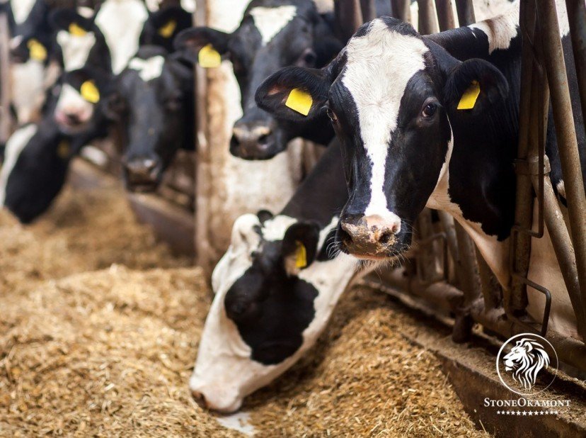 Como registrar alimentação animal no MAPA?