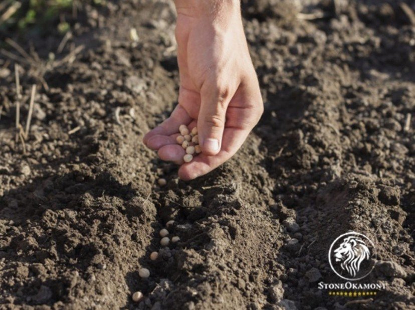 Como registrar sementes no MAPA?