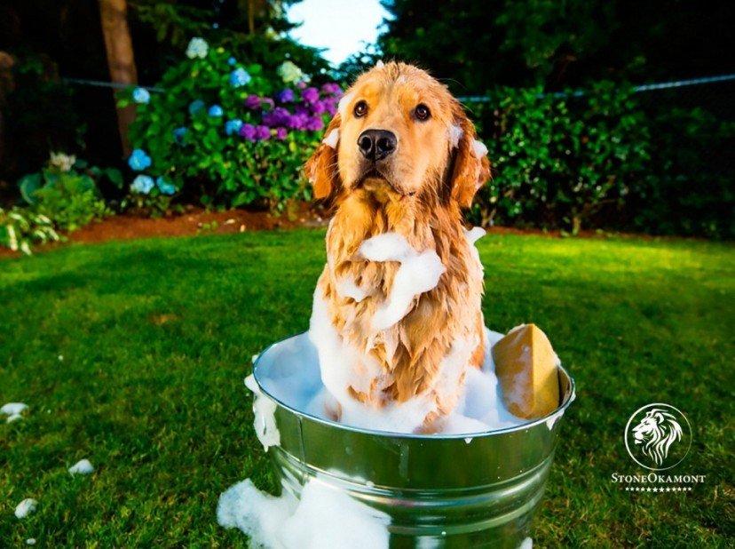 Como registrar cosmético PET no MAPA?