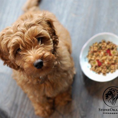 Como cadastrar alimento natural para pets