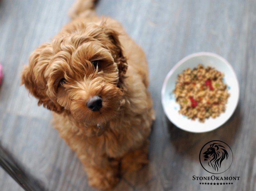 Como cadastrar alimento natural para pets