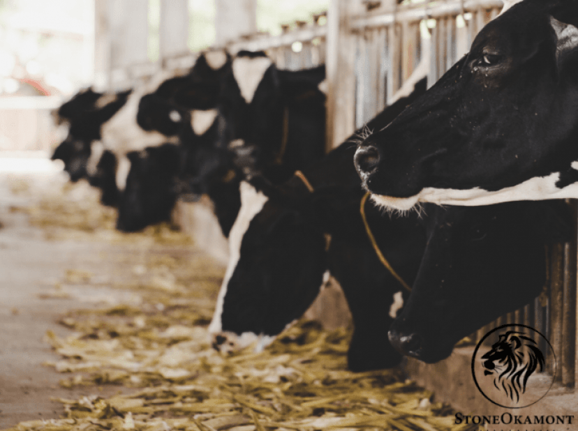 Como regularizar alimentação animal de grande porte?