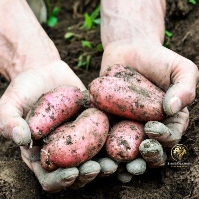 Como registrar alimentos orgânicos no MAPA?