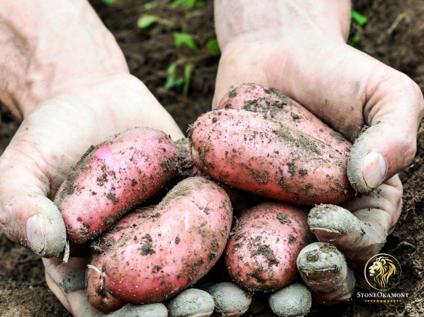 Como registrar alimentos orgânicos no MAPA?