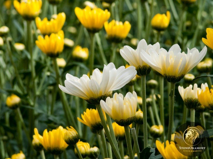 Como registrar inseticida Lambda-Cialotrina?