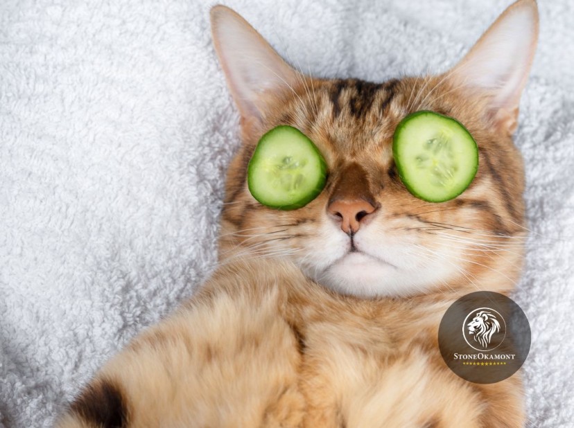 As principais dificuldades para registrar produtos de embelezamento animal