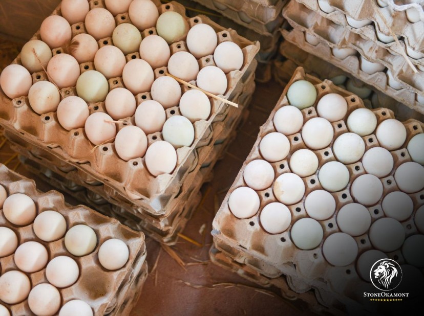 Como regularizar um estabelecimento produtor de ovos no MAPA?