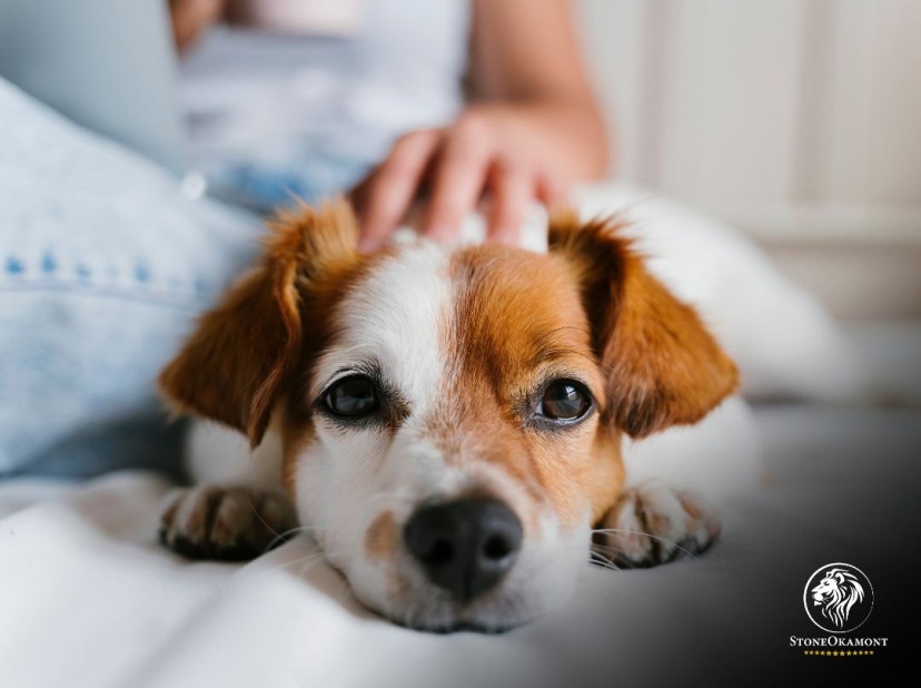 Como regularizar sua empresa fabricante de produtos PET?
