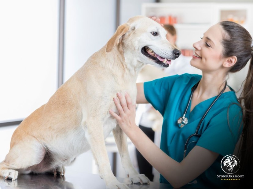 Regularização de produtos de uso veterinário no MAPA