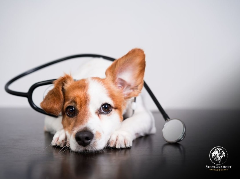 Como Importar Produtos Veterinários?