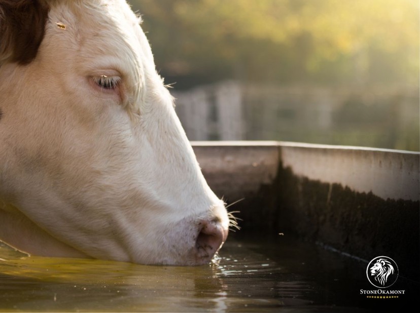 Registro de produtos para tratamento de água de bebida no MAPA