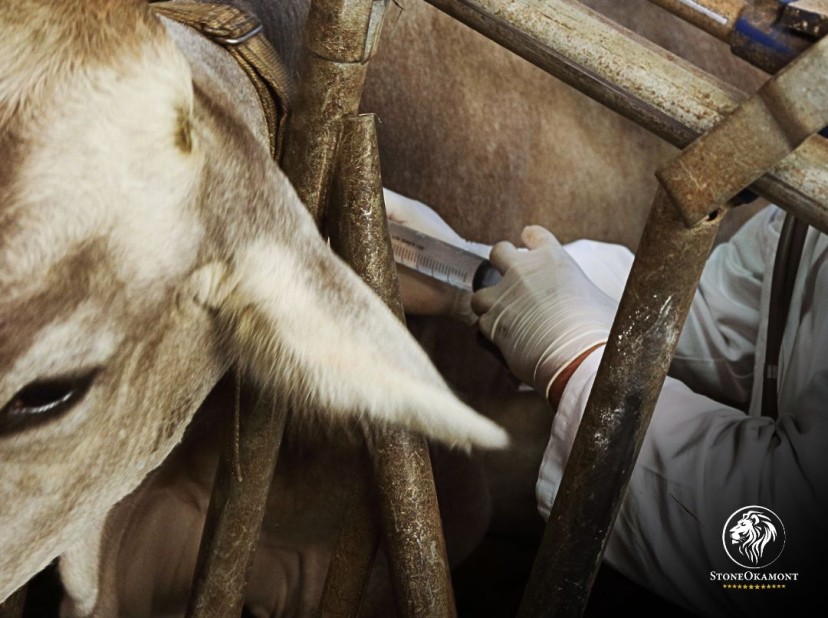 Aspectos Técnicos a ser considerados no Registro de Produtos Veterinários no MAPA